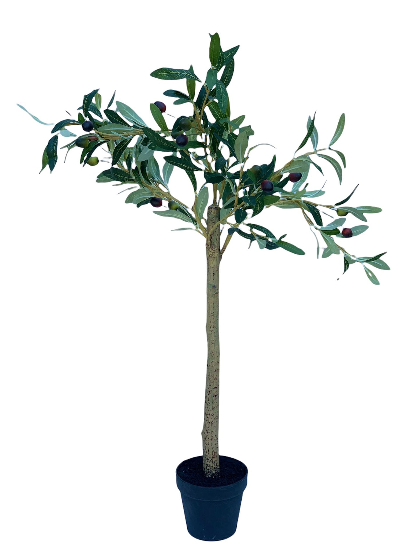 OLIVO
