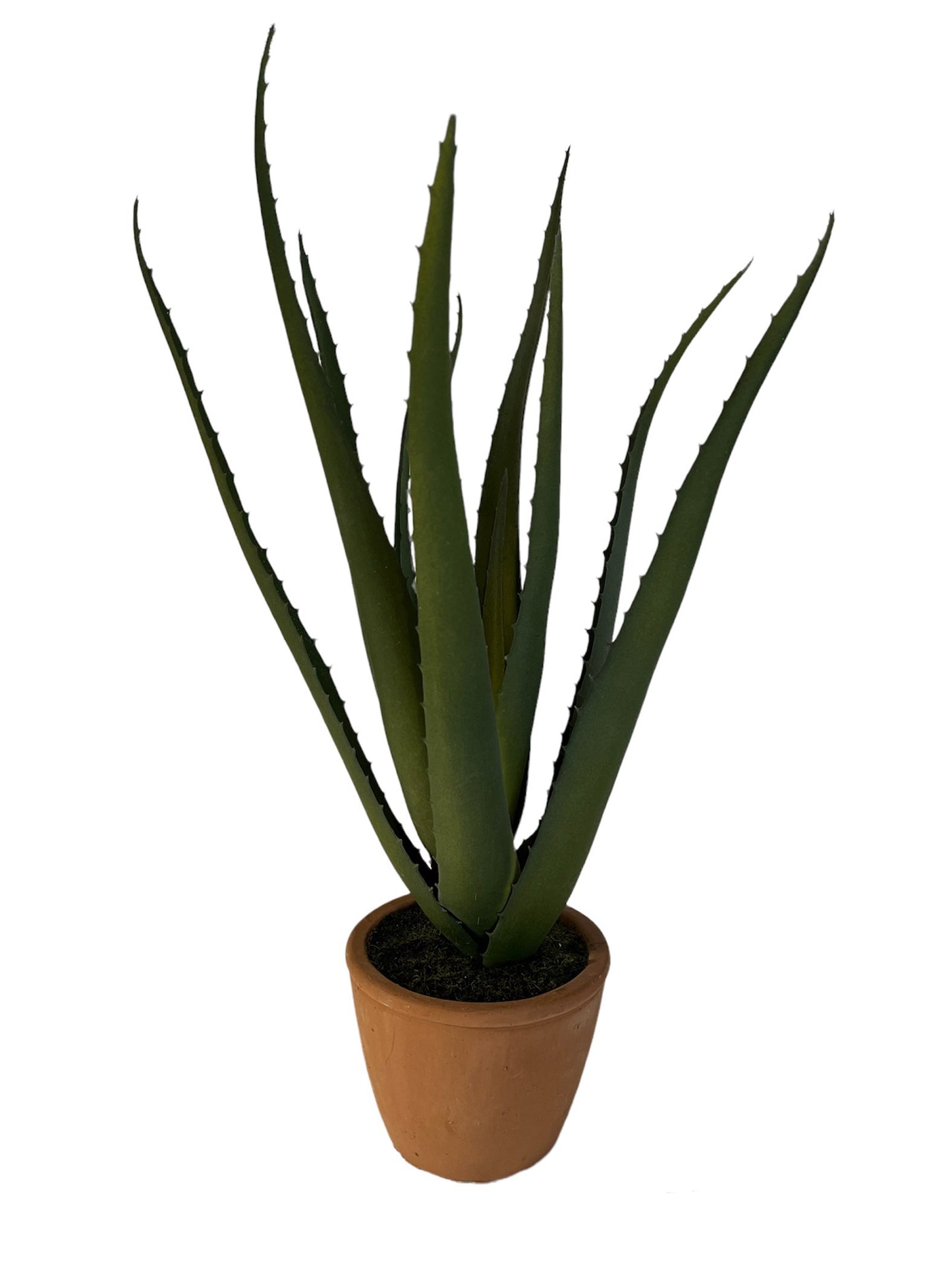 ALOE