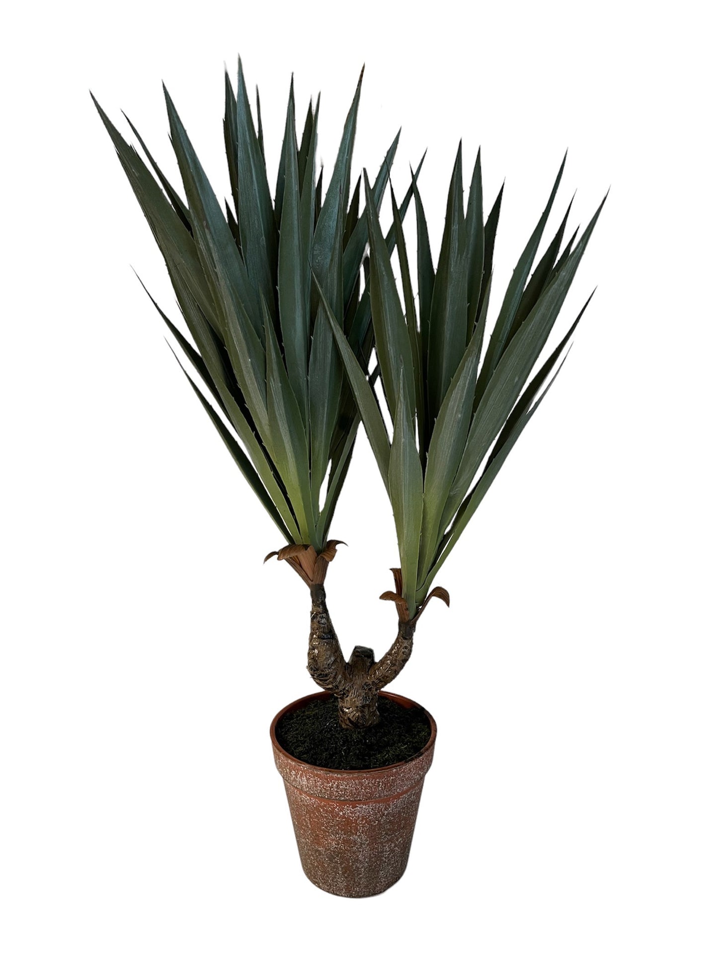 YUCA