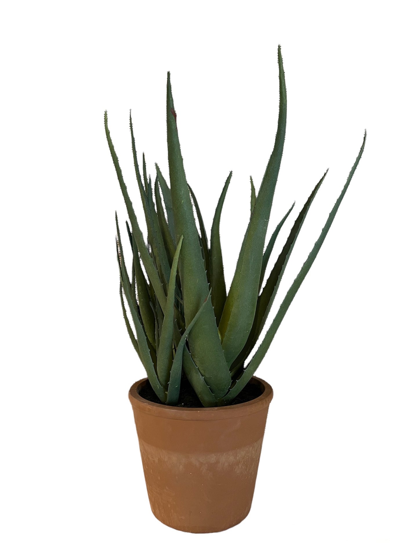ALOE