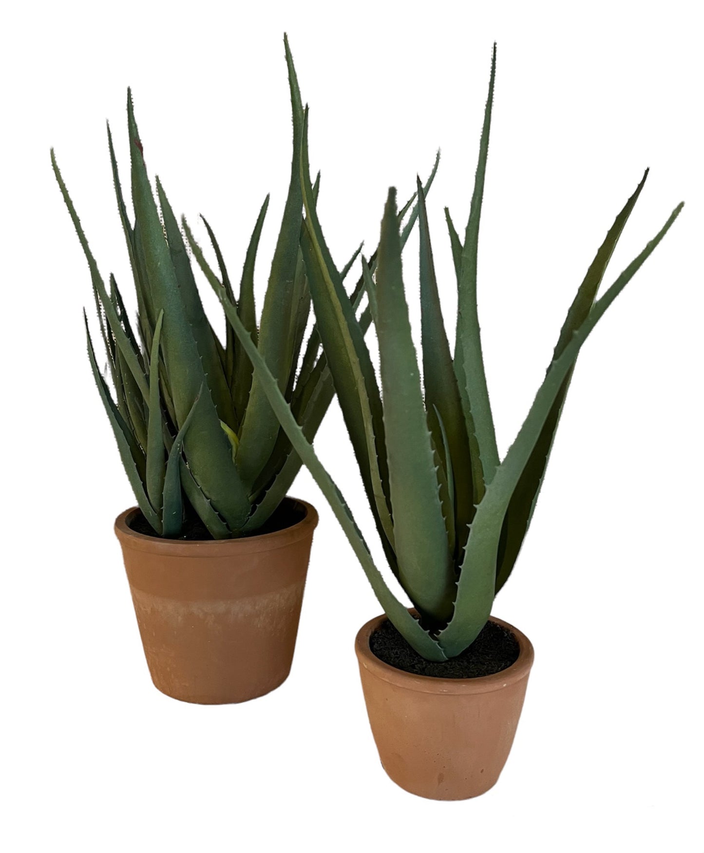 ALOE