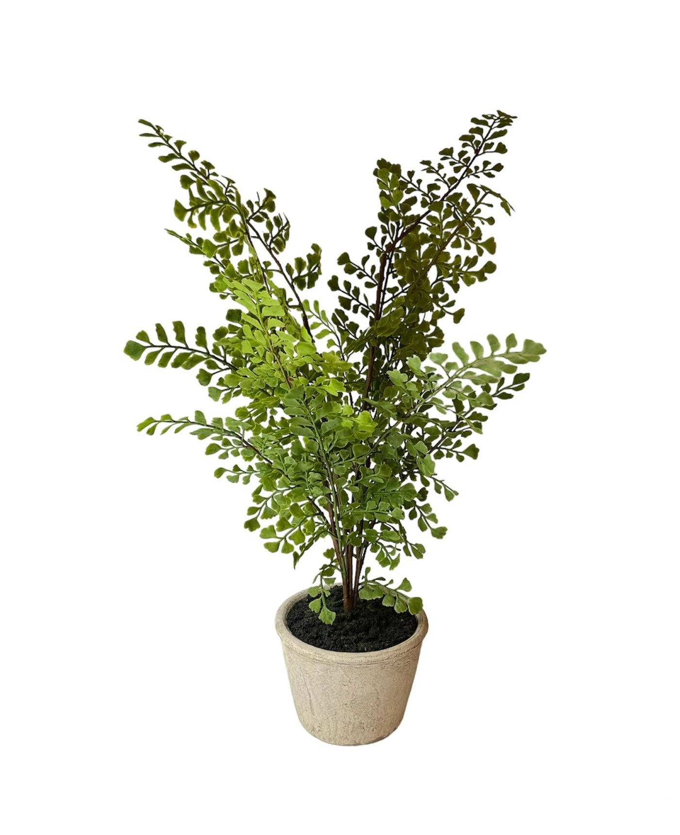 PLANTA