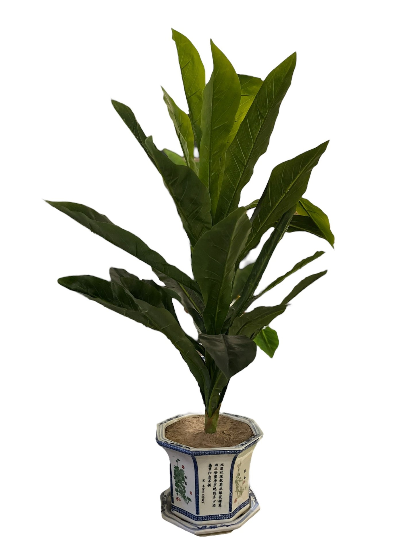 PLANTA