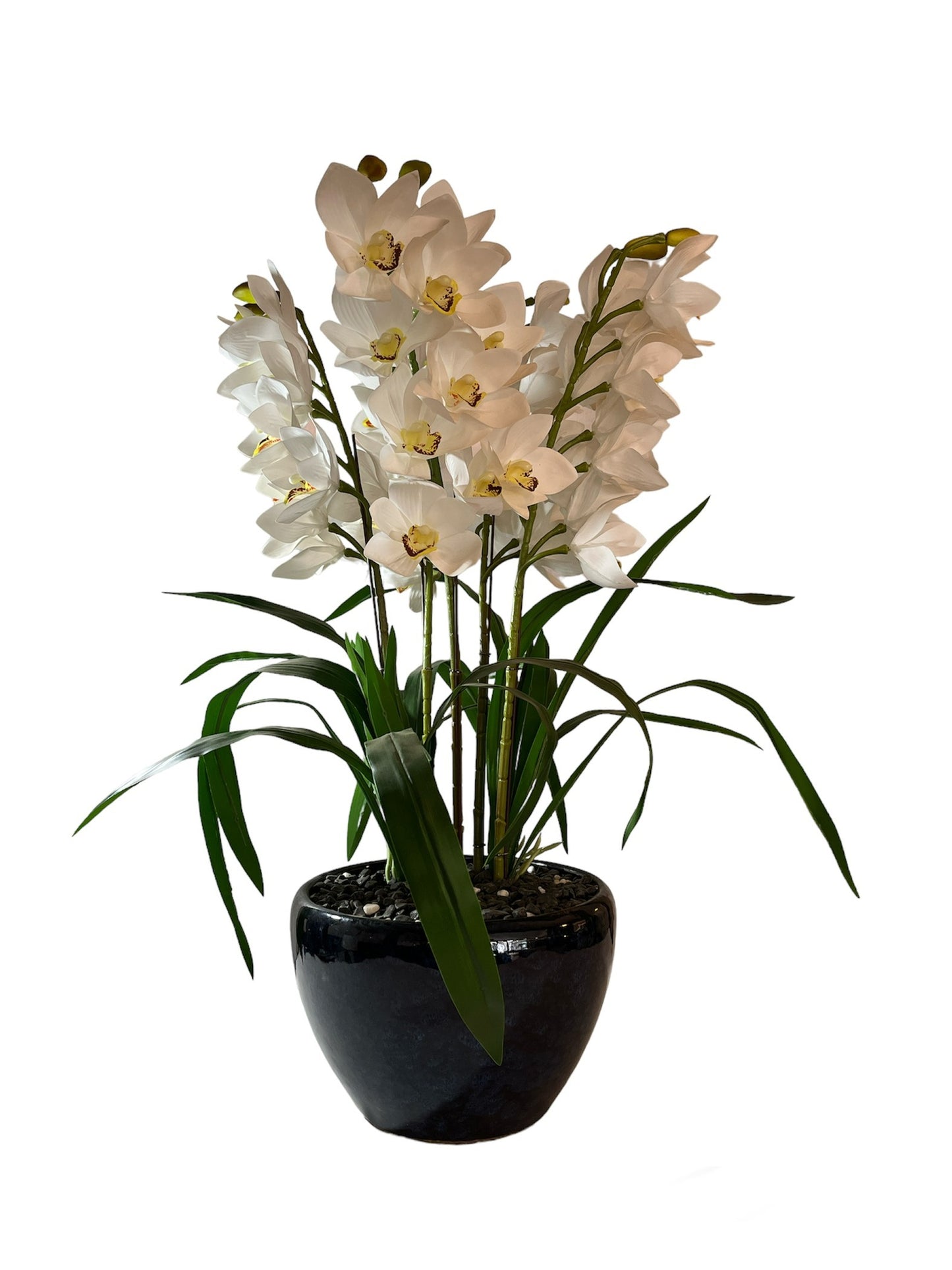 ORQUIDEA