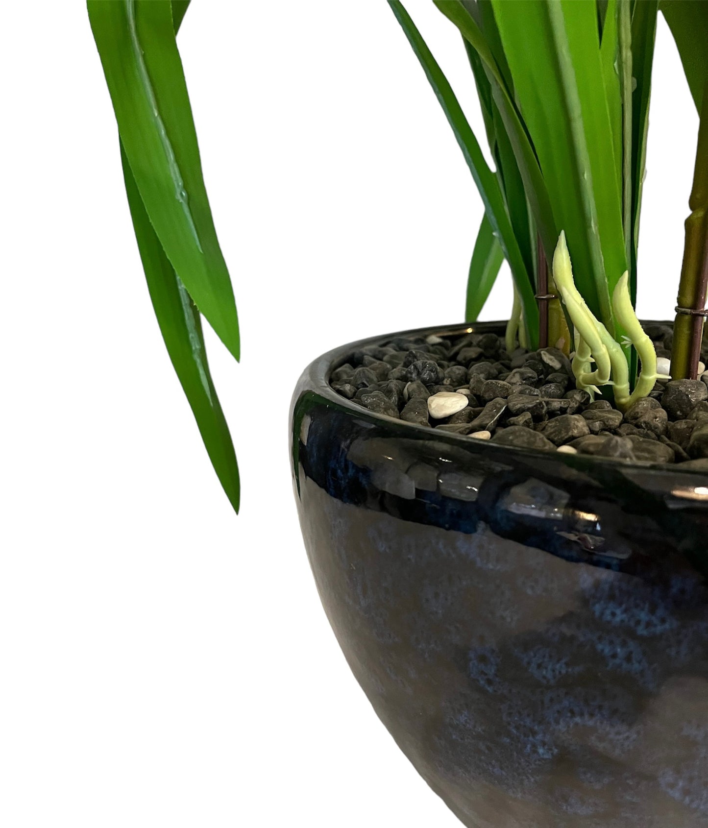 ORQUIDEA