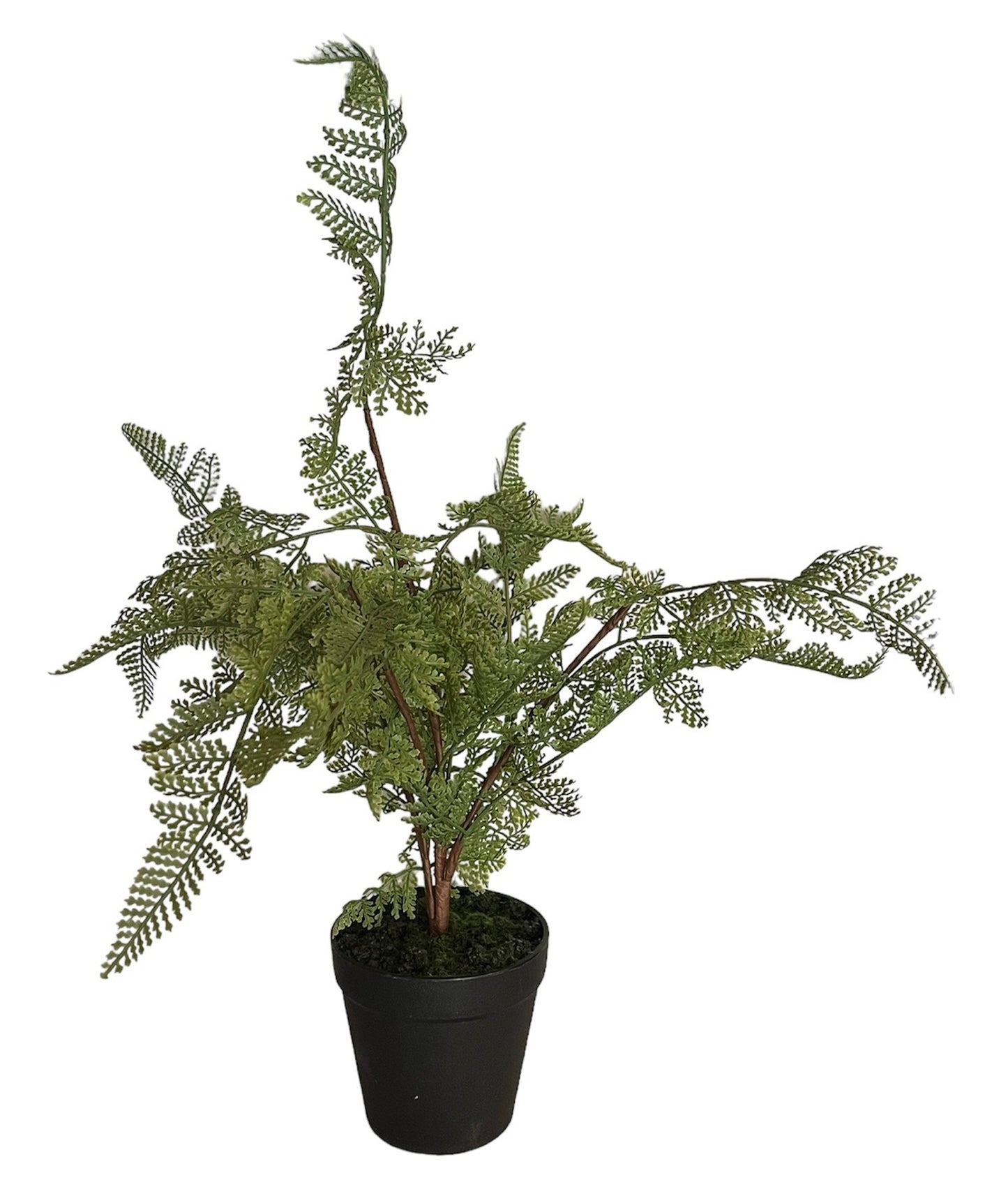 PLANTA