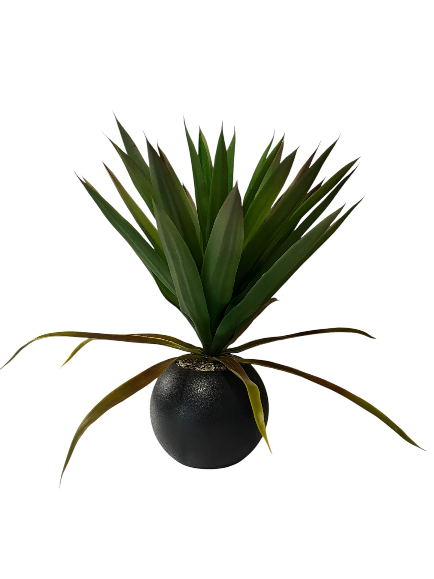 PLANTA