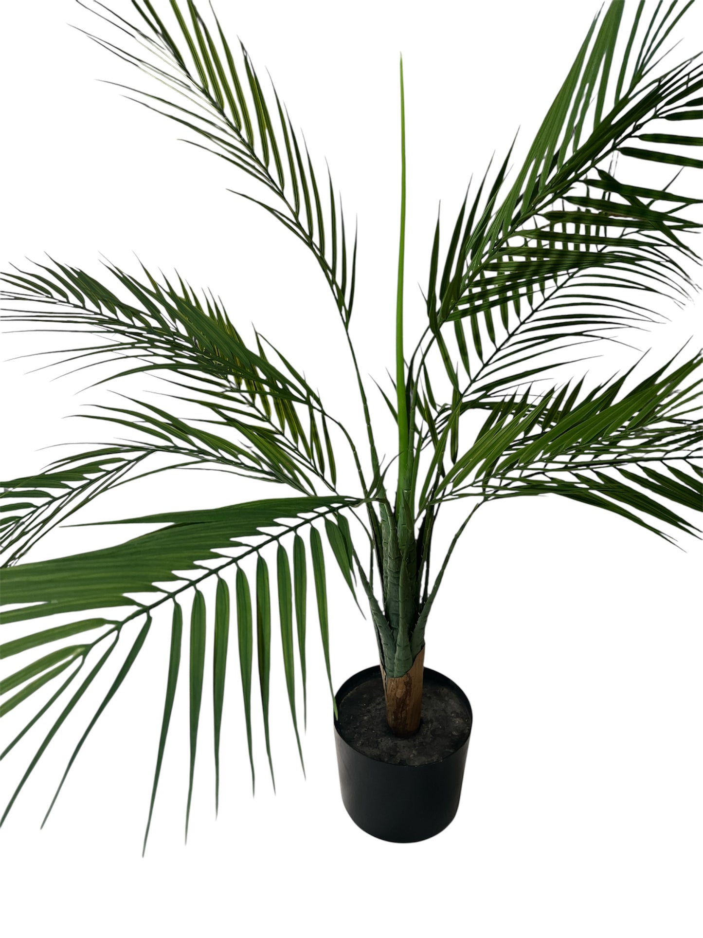 PLANTA