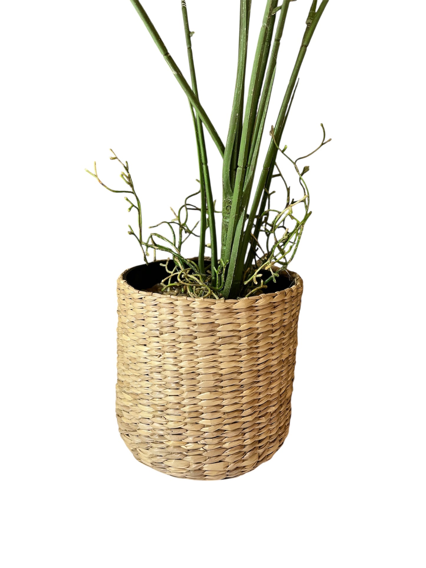 PLANTA
