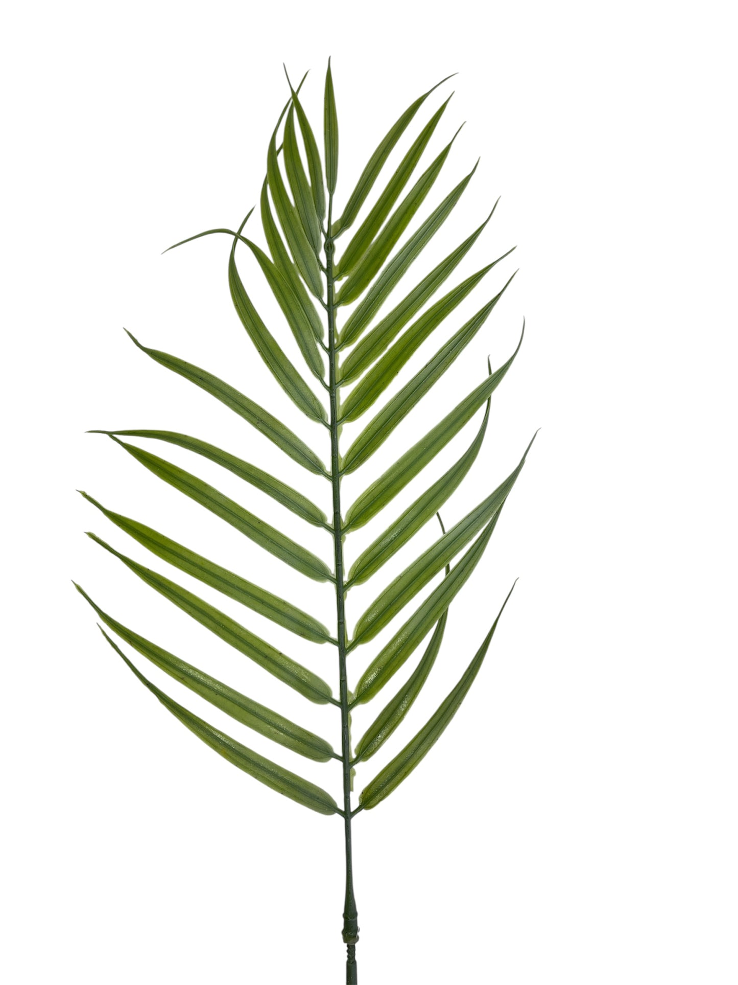 PLANTA