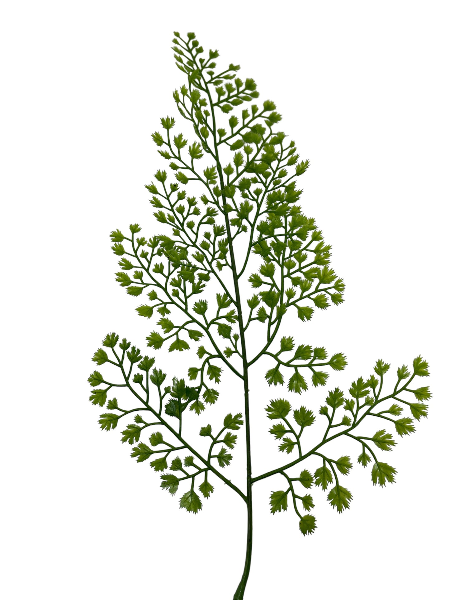 PLANTA