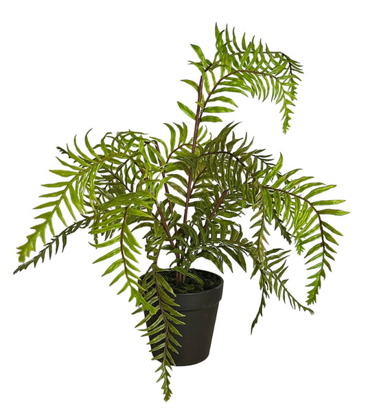 PLANTA