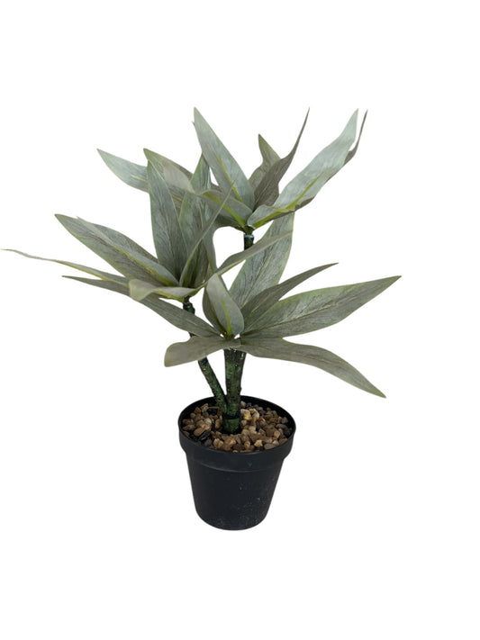 PLANTA