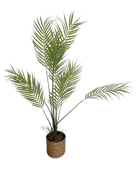 PLANTA